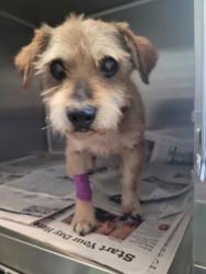 Shelter Stray Male Dog last seen , 3201 Lacy St, Los Angeles, CA 90031, USA