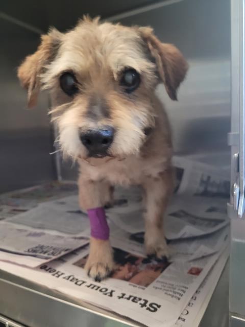 Shelter Stray Male Dog last seen , 3201 Lacy St, Los Angeles, CA 90031, USA