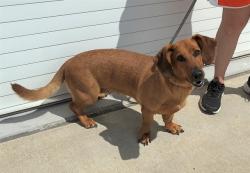 Shelter Stray Female Dog last seen Near BLK VERMONT AVE, 3528 Newburg Rd, Louisville, KY 40218, USA