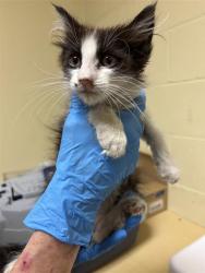 Shelter Stray Male Cat last seen ASTORIA ST & ROANOKE AVE, 2127 Front St, Sacramento, CA 95818, USA