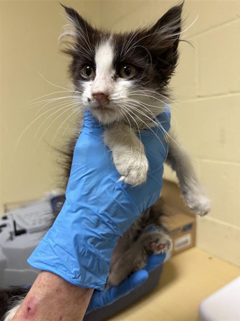Shelter Stray Male Cat last seen ASTORIA ST & ROANOKE AVE, 2127 Front St, Sacramento, CA 95818, USA