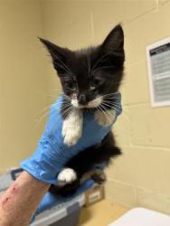 Shelter Stray Male Cat last seen ASTORIA ST & ROANOKE AVE, 2127 Front St, Sacramento, CA 95818, USA