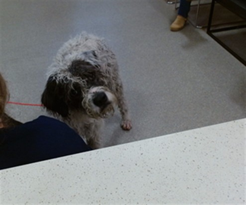Shelter Stray Male Dog last seen Near BLOCK PRESTON HWY STATION 76, 3528 Newburg Rd, Louisville, KY 40218, USA
