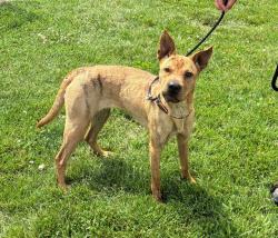 Shelter Stray Female Dog last seen Near BLOCK FERN VALLEY RD, 3528 Newburg Rd, Louisville, KY 40218, USA