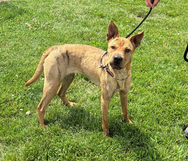 Shelter Stray Female Dog last seen Near BLOCK FERN VALLEY RD, 3528 Newburg Rd, Louisville, KY 40218, USA