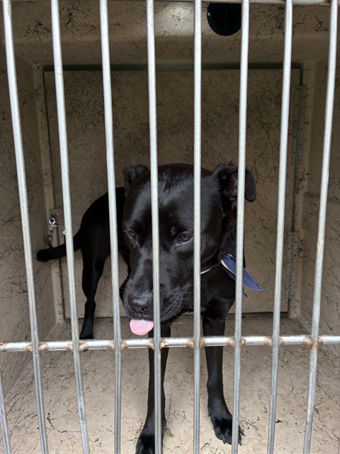 Shelter Stray Female Dog last seen TYLER BERRY PARK, 3528 Newburg Rd, Louisville, KY 40218, USA