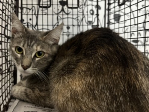 Shelter Stray Female Cat last seen , 957 N Gaffey St, San Pedro, CA 90731, USA