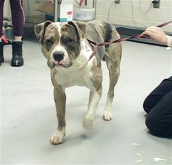 Shelter Stray Male Dog last seen , 4704 Corporation Dr, Fayetteville, NC 28306, USA
