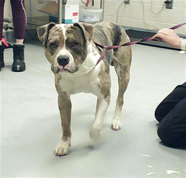 Shelter Stray Male Dog last seen , 4704 Corporation Dr, Fayetteville, NC 28306, USA