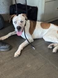 Shelter Stray Female Dog last seen , West Valley Animal Shelter, 20655 Plummer St, Chatsworth, CA 91311, USA