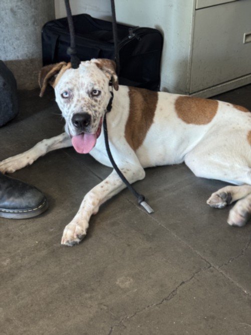 Shelter Stray Female Dog last seen , West Valley Animal Shelter, 20655 Plummer St, Chatsworth, CA 91311, USA