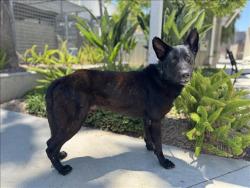 Shelter Stray Male Dog last seen , 957 N Gaffey St, San Pedro, CA 90731, USA