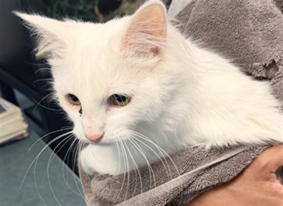 Shelter Stray Female Cat last seen , West Valley Animal Shelter, 20655 Plummer St, Chatsworth, CA 91311, USA