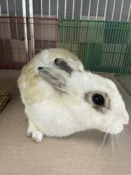 Shelter Stray Female Other last seen , 957 N Gaffey St, San Pedro, CA 90731, USA