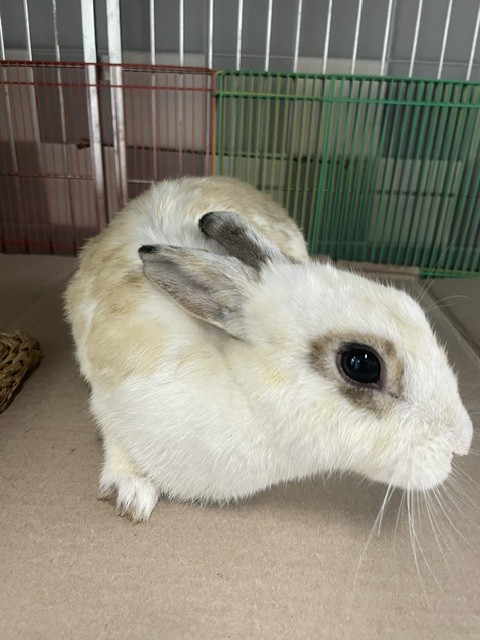 Shelter Stray Female Other last seen , 957 N Gaffey St, San Pedro, CA 90731, USA