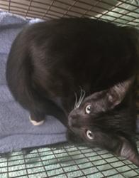 Shelter Stray Male Cat last seen , 957 N Gaffey St, San Pedro, CA 90731, USA