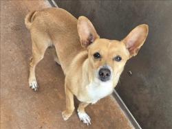 Shelter Stray Male Dog last seen , 14409 Vanowen St, Van Nuys, CA 91405, USA