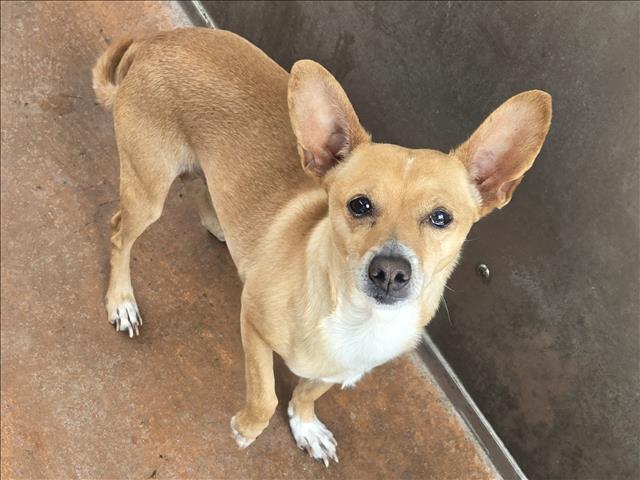Shelter Stray Male Dog last seen , 14409 Vanowen St, Van Nuys, CA 91405, USA
