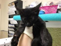 Shelter Stray Female Cat last seen Near BLOCK LIMONITE AVE, 6851 Van Buren Boulevard, Jurupa Valley, CA 92509, USA