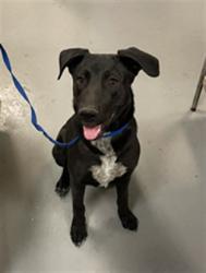 Shelter Stray Male Dog last seen 7TH ST/STATE ST, SAN JACINTO CA 92582, San Jacinto, CA 92582, USA