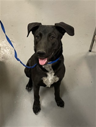 Shelter Stray Male Dog last seen 7TH ST/STATE ST, SAN JACINTO CA 92582, San Jacinto, CA 92582, USA