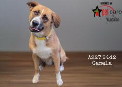 Shelter Stray Female Dog last seen , 1850 W 60th St, Los Angeles, CA 90047, USA