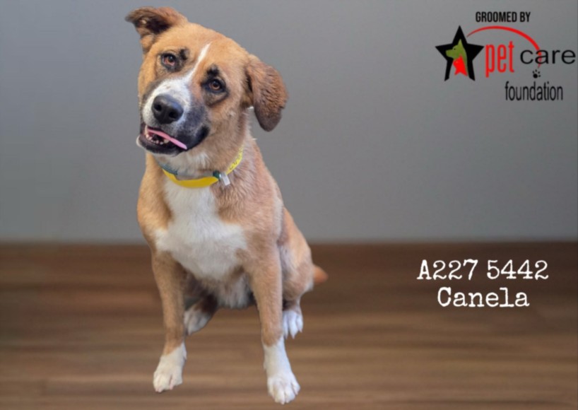 Shelter Stray Female Dog last seen , 1850 W 60th St, Los Angeles, CA 90047, USA