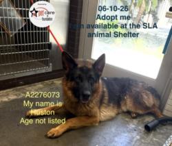 Shelter Stray Male Dog last seen , 1850 W 60th St, Los Angeles, CA 90047, USA