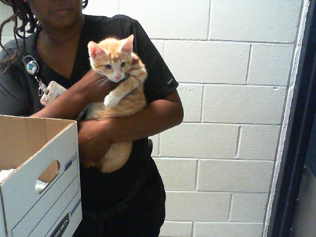 Shelter Stray Male Cat last seen HUNTERSVILLE, 8315 Byrum Dr, Charlotte, NC 28217, USA