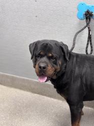 Shelter Stray Male Dog last seen Near BLOCK GRANDE VALLEY DR, LAS VEGAS NV 89135, 655 N Mojave Rd, Las Vegas, NV 89101, USA