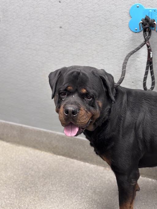 Shelter Stray Male Dog last seen Near BLOCK GRANDE VALLEY DR, LAS VEGAS NV 89135, 655 N Mojave Rd, Las Vegas, NV 89101, USA