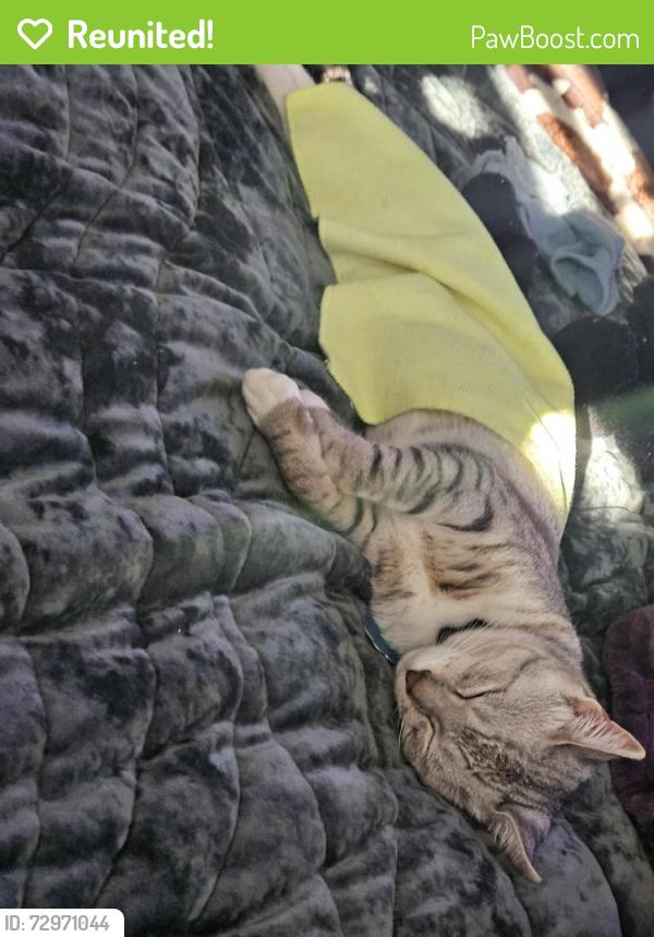 Reunited Male Cat last seen Stone Arbor Drive & Northwood Drive , Pinson, AL 35126