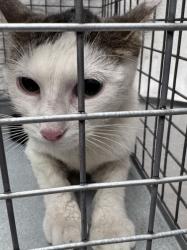 Shelter Stray Unknown Cat last seen Near BLOCK PATRIOTIC LN, NORTH LAS VEGAS NV 89032, 655 N Mojave Rd, Las Vegas, NV 89101, USA