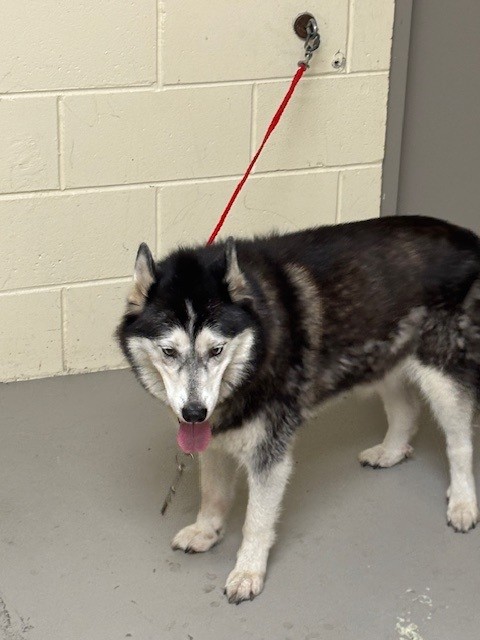 Shelter Stray Female Dog last seen , 232 Eslinger Way, Sanford, FL 32773, USA