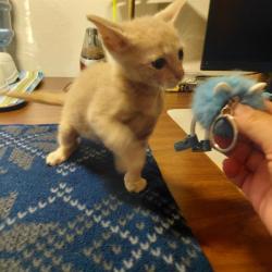 Shelter Stray Male Cat last seen , 4710 TX-151, San Antonio, TX 78227, USA