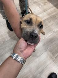 Shelter Stray Female Dog last seen KEITHWOOD CIR, 8311 Freedom Dr, Pearland, TX 77581, USA