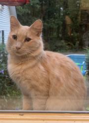 Lost Male Cat last seen Macon hwy, Watkinsville, GA 30606