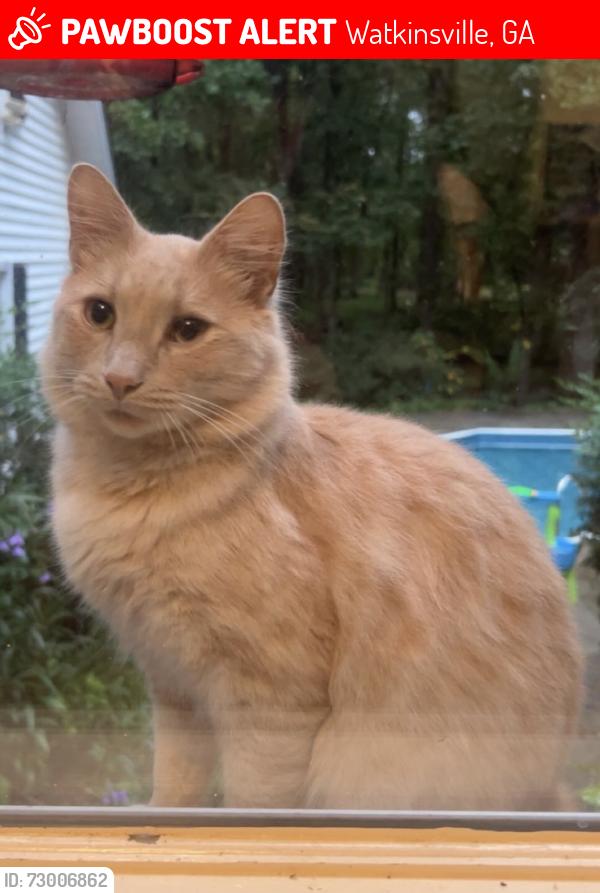 Lost Male Cat last seen Macon hwy, Watkinsville, GA 30606