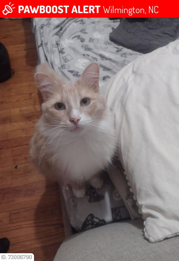 Lost Female Cat last seen Ivey circle, Wilmington, NC 28401