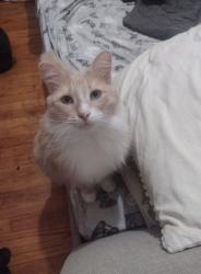Lost Female Cat last seen Ivey circle, Wilmington, NC 28401