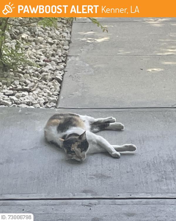 Found/Stray Unknown Cat last seen By the airport- outside or side of Hilton airport airport-Airline DR highway , Kenner, LA 70062