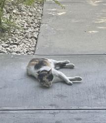 Found/Stray Unknown Cat last seen By the airport- outside or side of Hilton airport airport-Airline DR highway , Kenner, LA 70062