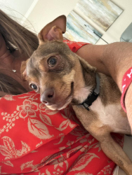 Reunited Male Dog last seen Old Metro Parkway and Metro Parkway, Fort Myers, FL 33916