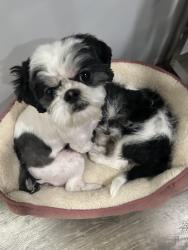 Reunited Female Dog last seen Loranne Ave, Pomona, CA 91767, USA, Pomona, CA 91767