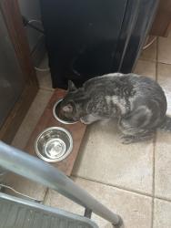 Reunited Male Cat last seen 248th street and Francis Lewis blvd, Queens, NY 11422