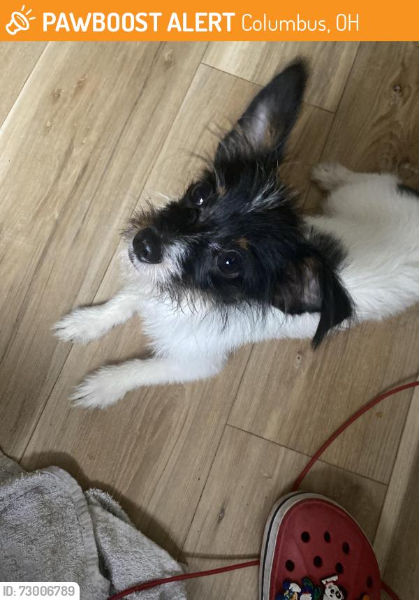 Found/Stray Male Dog last seen ontario street linden area, Columbus, OH 43211
