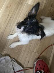 Found/Stray Male Dog last seen ontario street linden area, Columbus, OH 43211