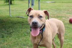 Reunited Female Dog last seen Kent Road , Orleans County, NY 14476
