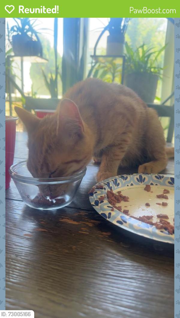 Reunited Male Cat last seen Ten mile and chinden, Meridian, ID 83646