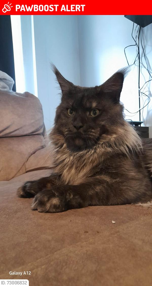 Lost Male Cat last seen Dale acre, Countesthorpe, England LE8